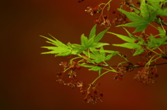 春を感じる楓の花②