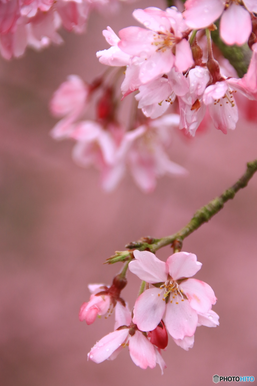 枝垂桜
