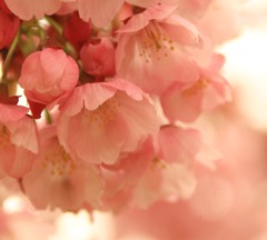 ふんわり桜