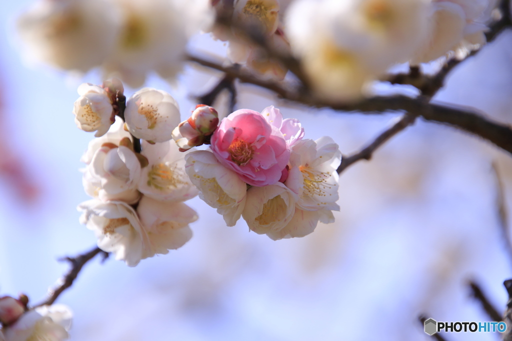 ありのまま梅花