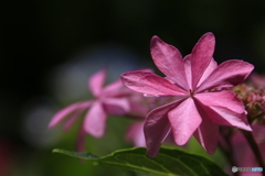 梅雨の花