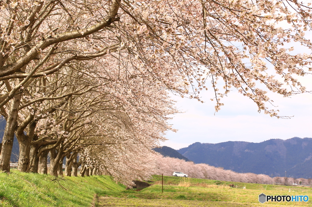 桜道