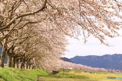 桜道