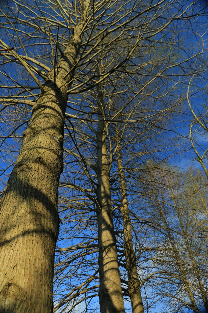 若葉を待つ大木