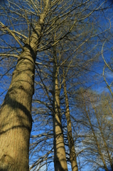 若葉を待つ大木