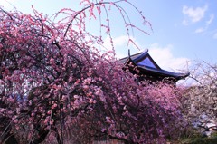 梅公園