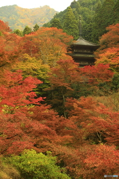 高源寺紅葉狩り