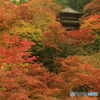 高源寺紅葉狩り