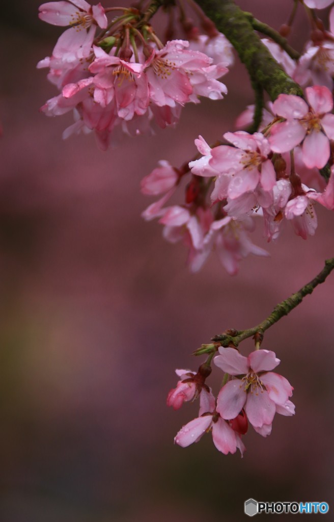 枝垂桜