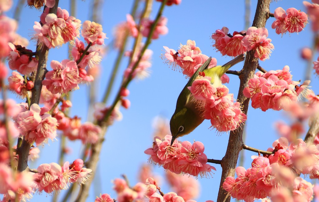 春の香り