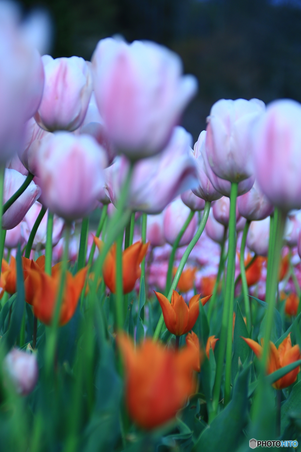 チューリップの森