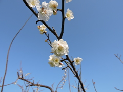 梅