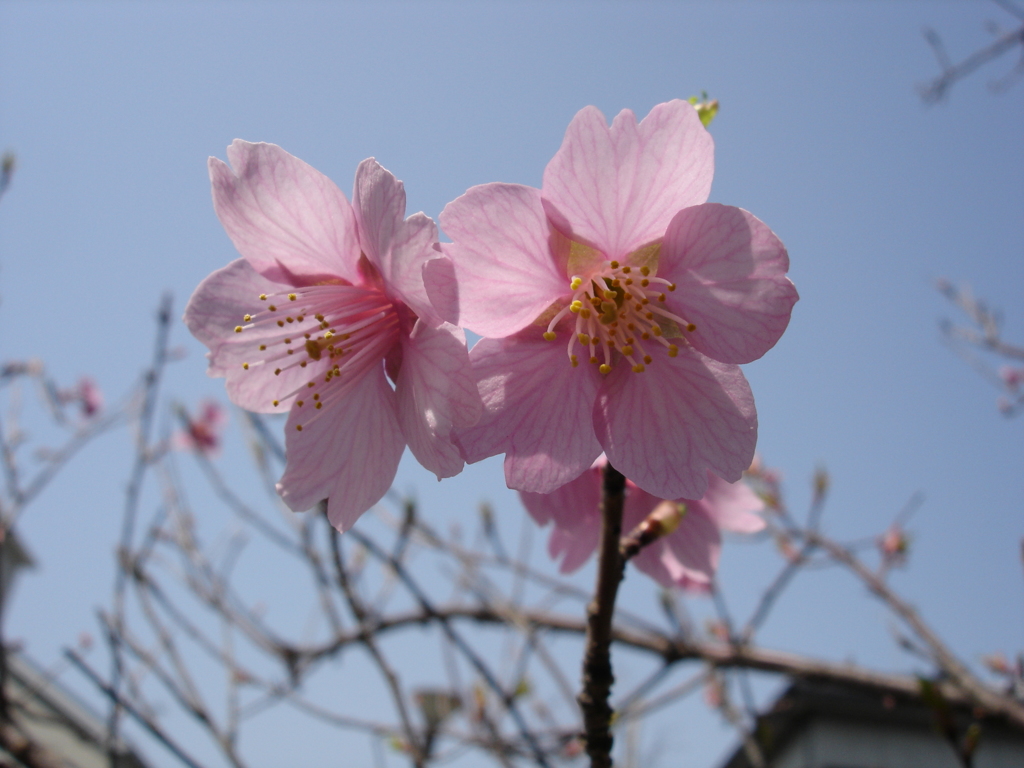 桜