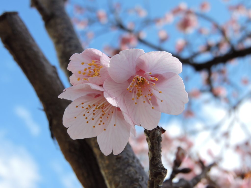 今年初めて撮影した桜