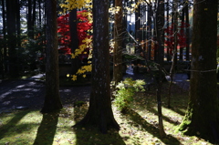 森の中の紅葉