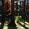 森の中の紅葉