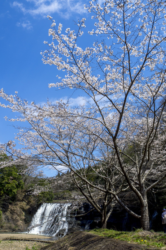 滝と桜