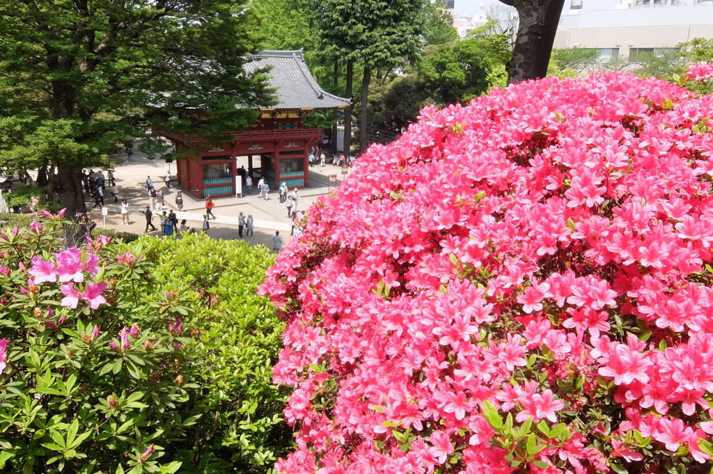 根津神社のつつじ