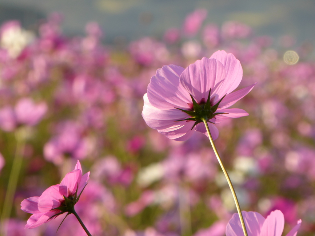 益子の秋桜4