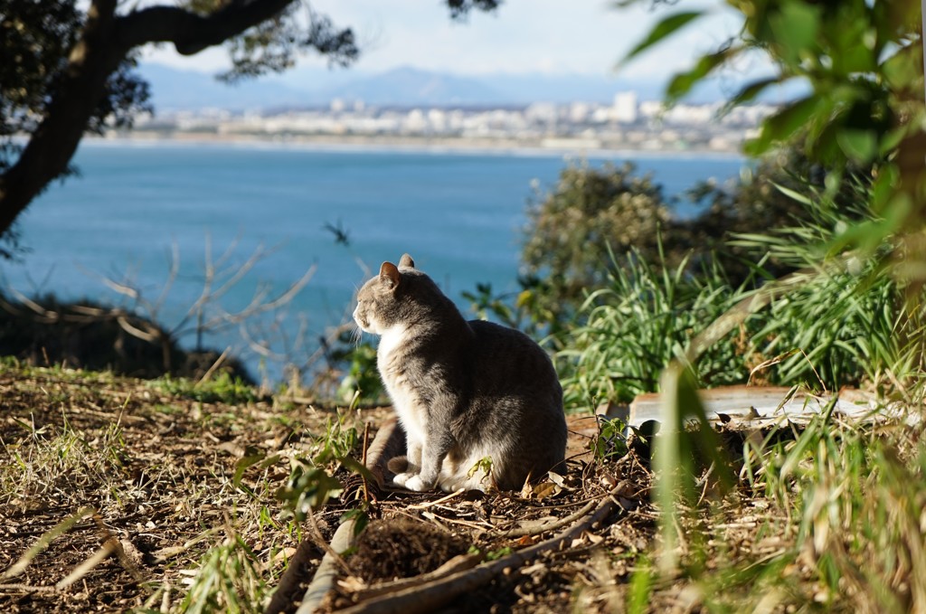 海を見ていた猫