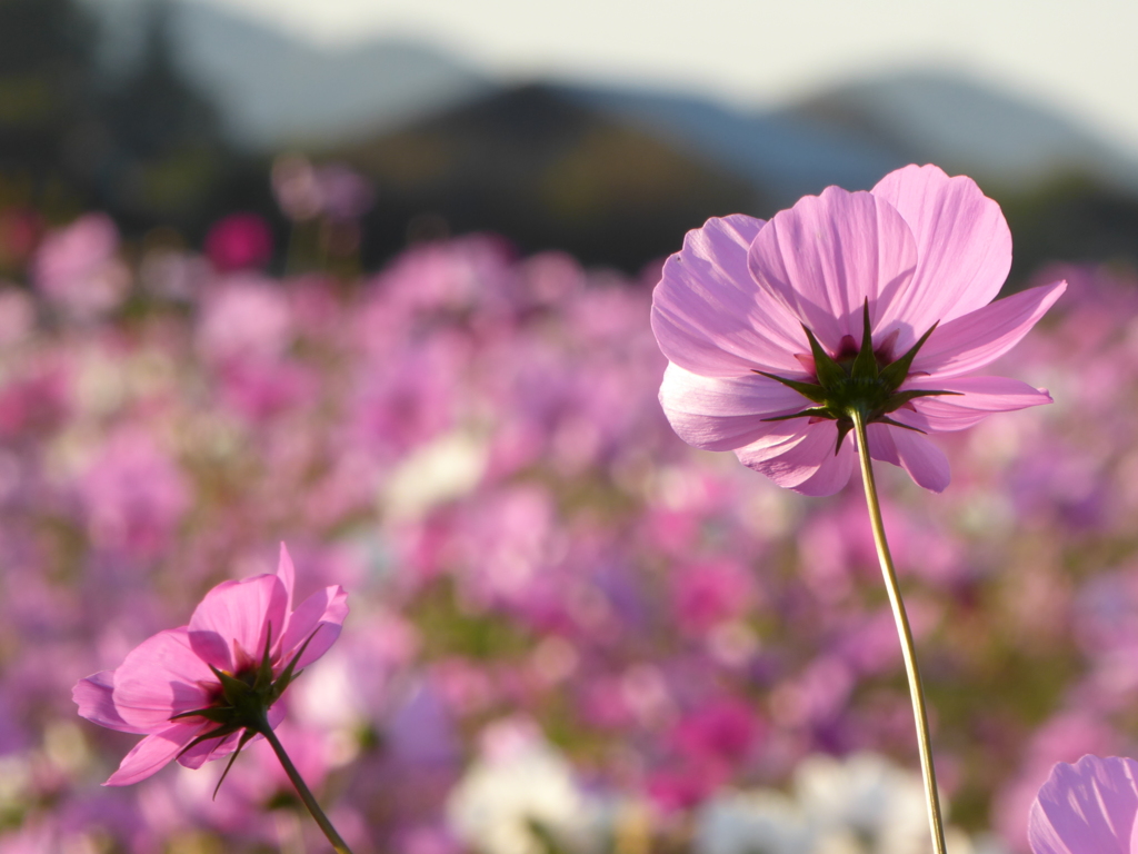 益子の秋桜5