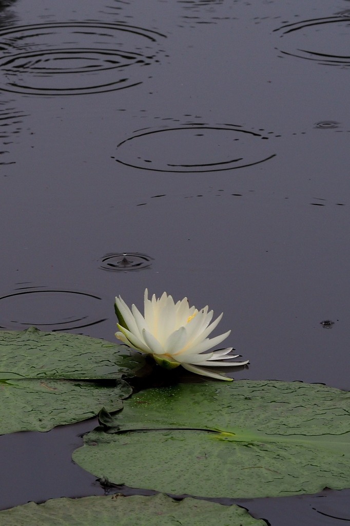 雨に咲く