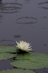 雨に咲く