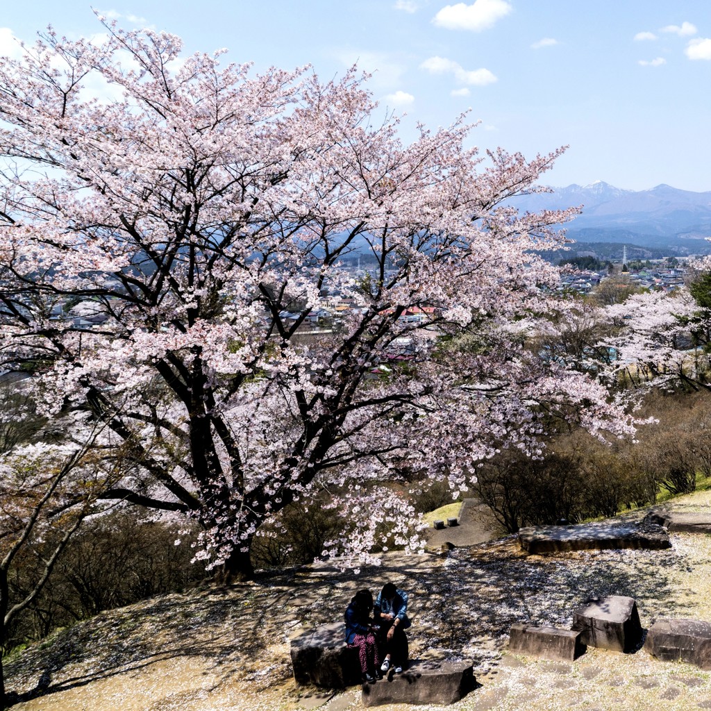 桜の木の下で