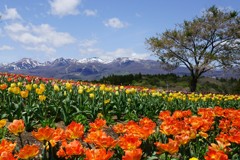 残雪と花畑