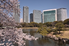 都心の桜