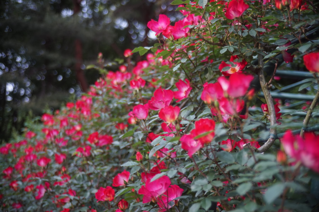 近所の公園は花ざかり