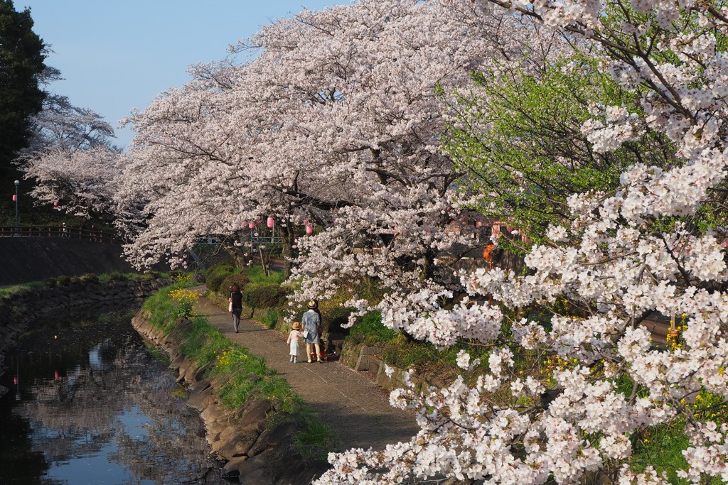 行屋川桜まつり