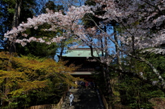 春の円覚寺