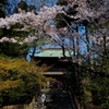 春の円覚寺