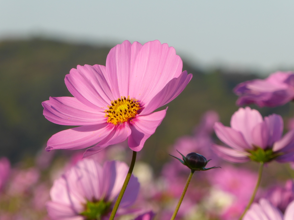 益子の秋桜6