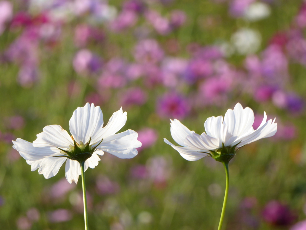 益子の秋桜7