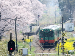 久下田駅の桜と菜の花