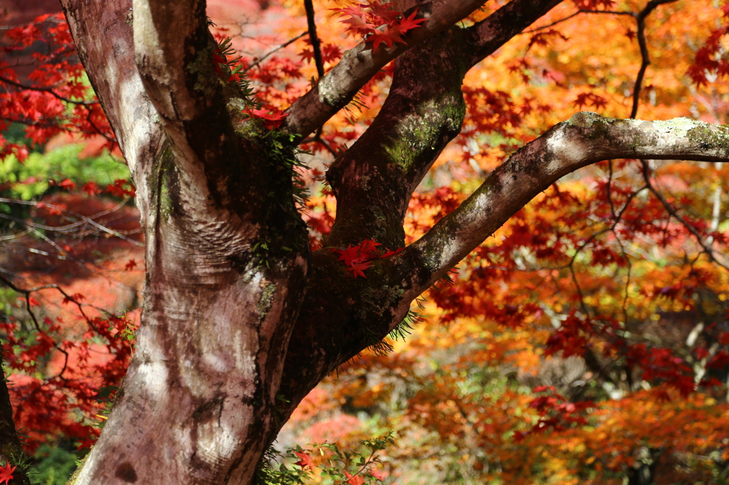 古木の紅葉