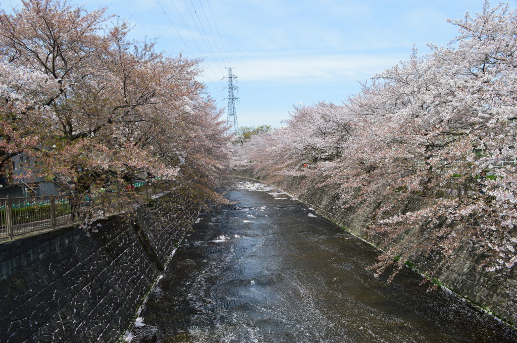 恩田川 桜14