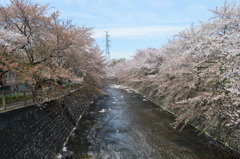 恩田川 桜14