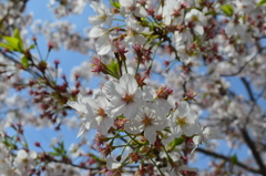 恩田川 桜25