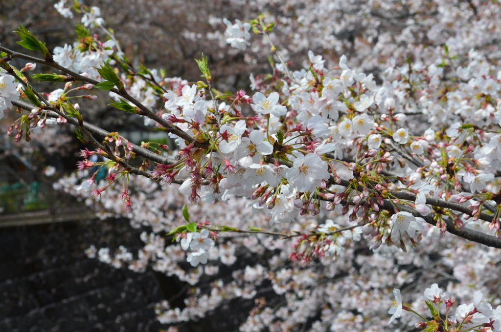 恩田川 桜21