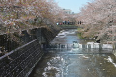 恩田川 桜2