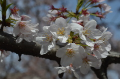 恩田川 桜27