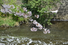 恩田川 桜11