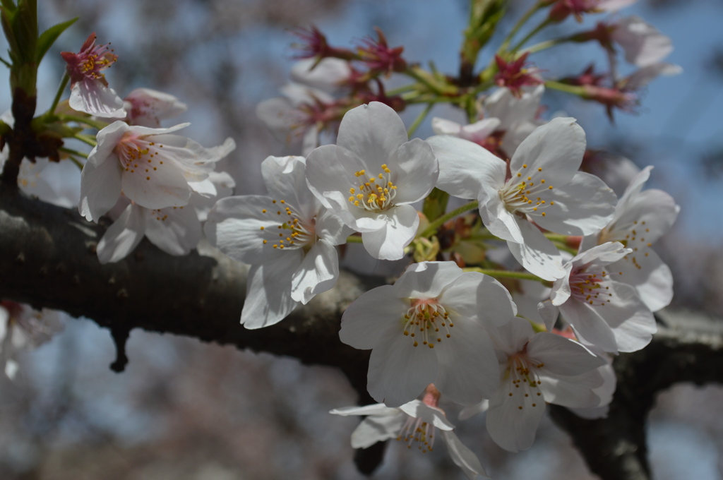 恩田川 桜28