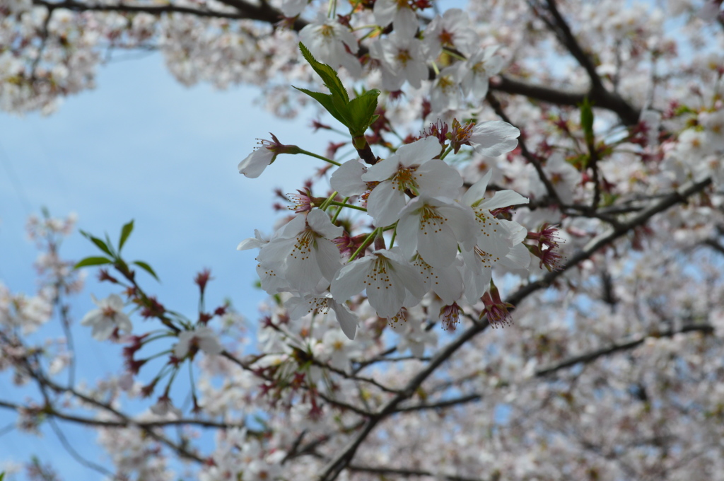 恩田川 桜22