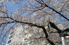 池袋の桜