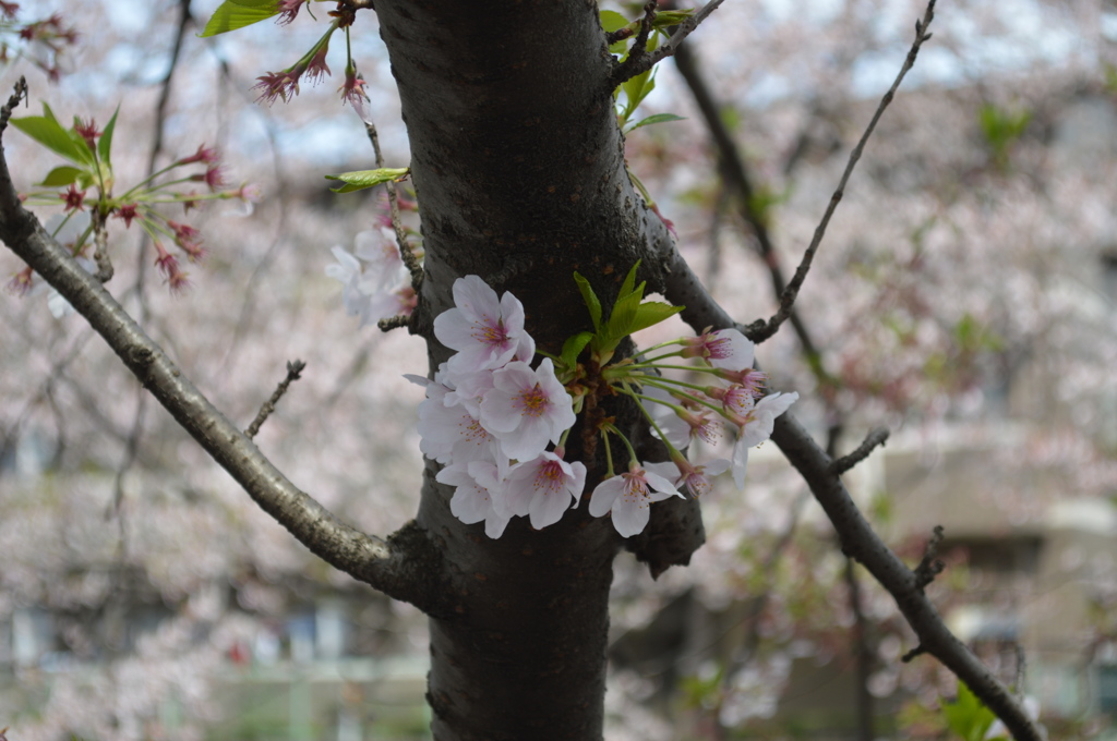 恩田川 桜13