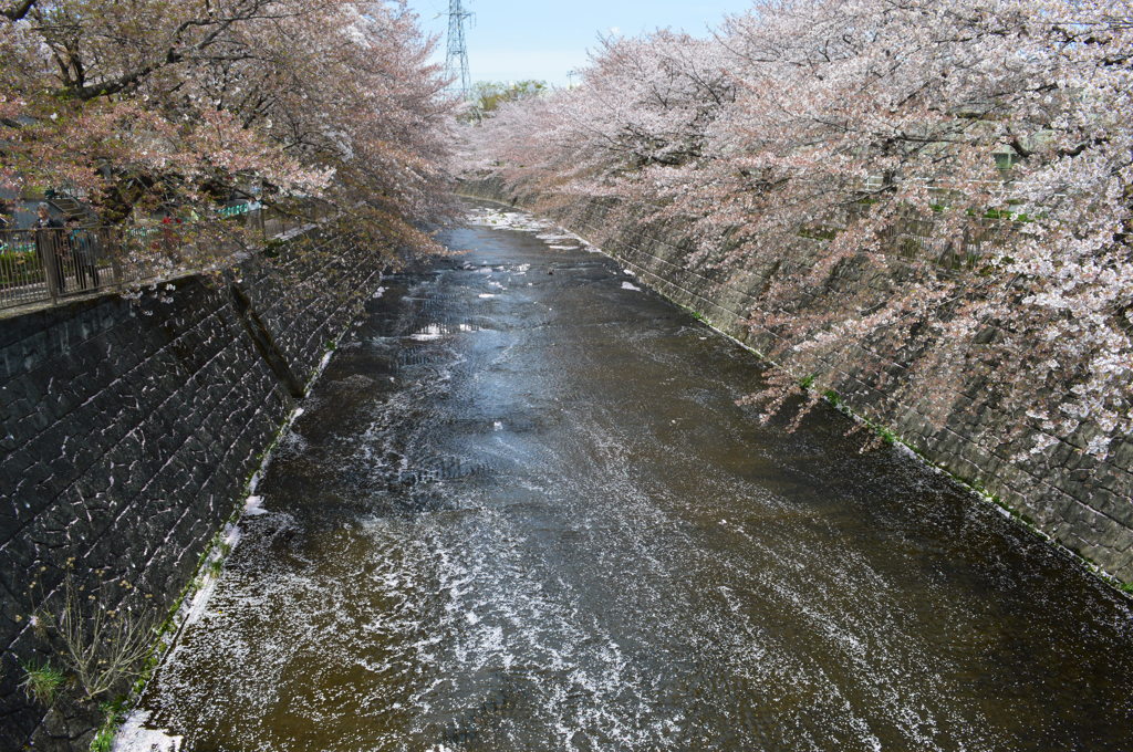 恩田川 桜15